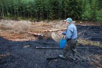 Experiment med svedjebruk. Robert Haglund s&aring;r svedjer&aring;g i askan.